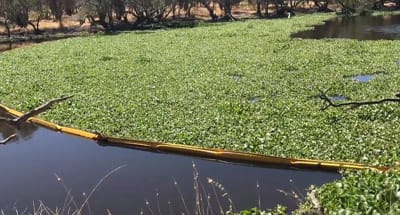 Weed and debris boom installed in a waterway to capture floating rubbish